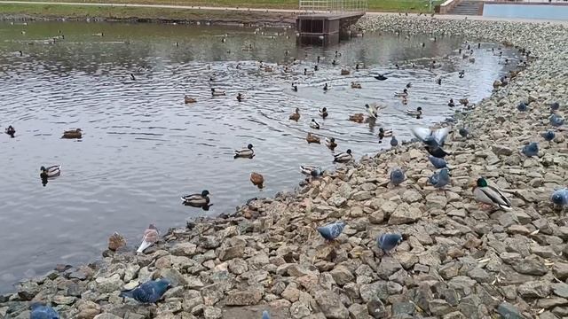 КРАСИВОЕ НОЯБРЬСКОЕ УТРО ПОД ЧУДЕСНУЮ МУЗЫКУ