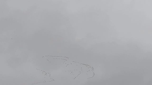 Гуси лебеди