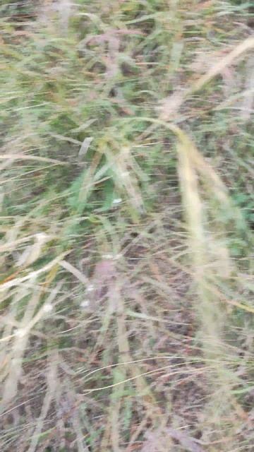 Сезон грибов. Синеножка.