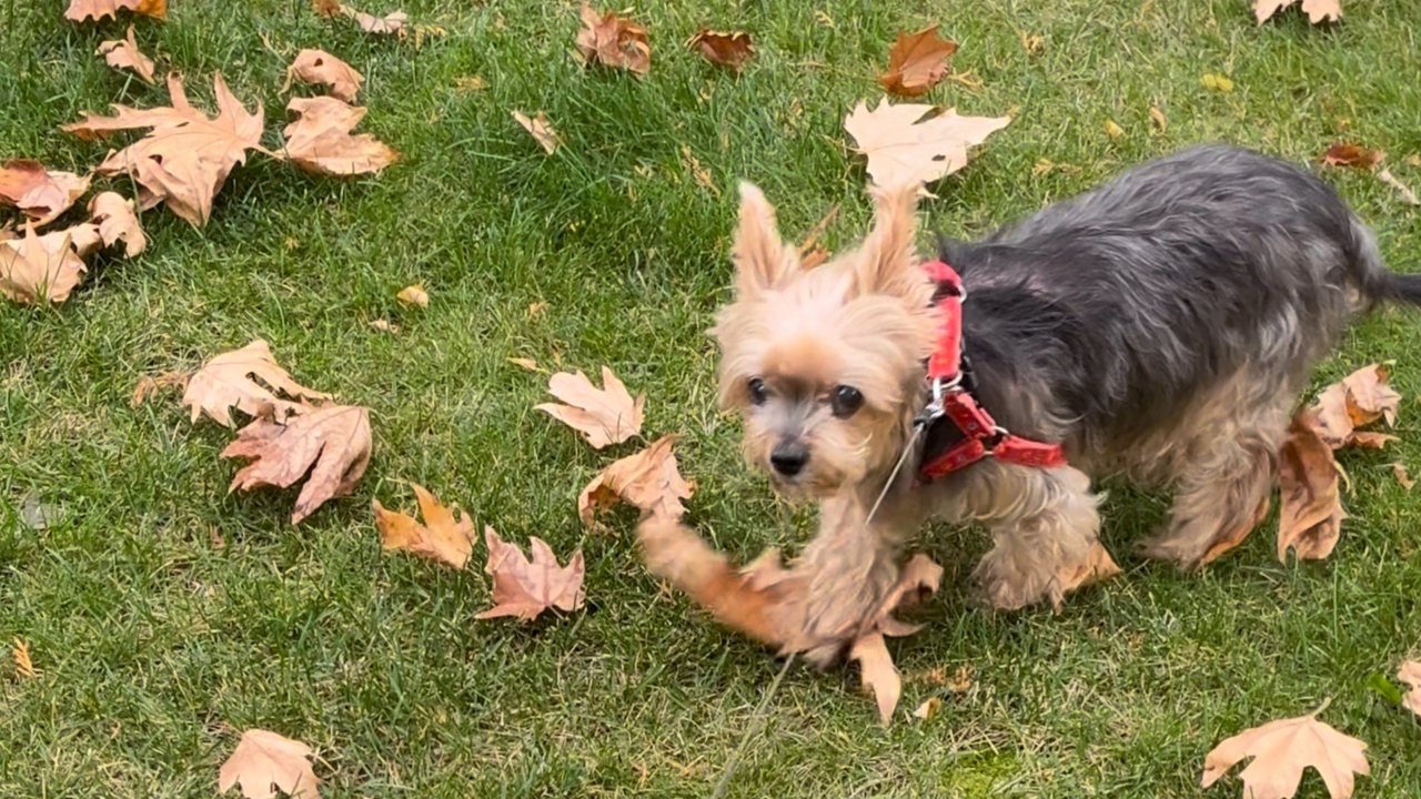 Анапа. Рыжий лист кленовый.