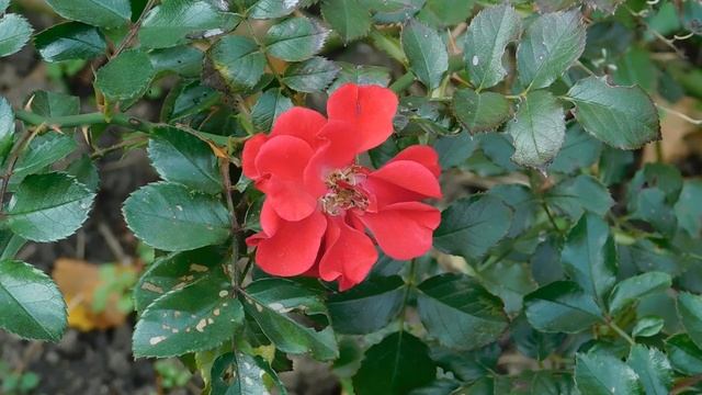 05=11=2025  уни  ПВН   (3)