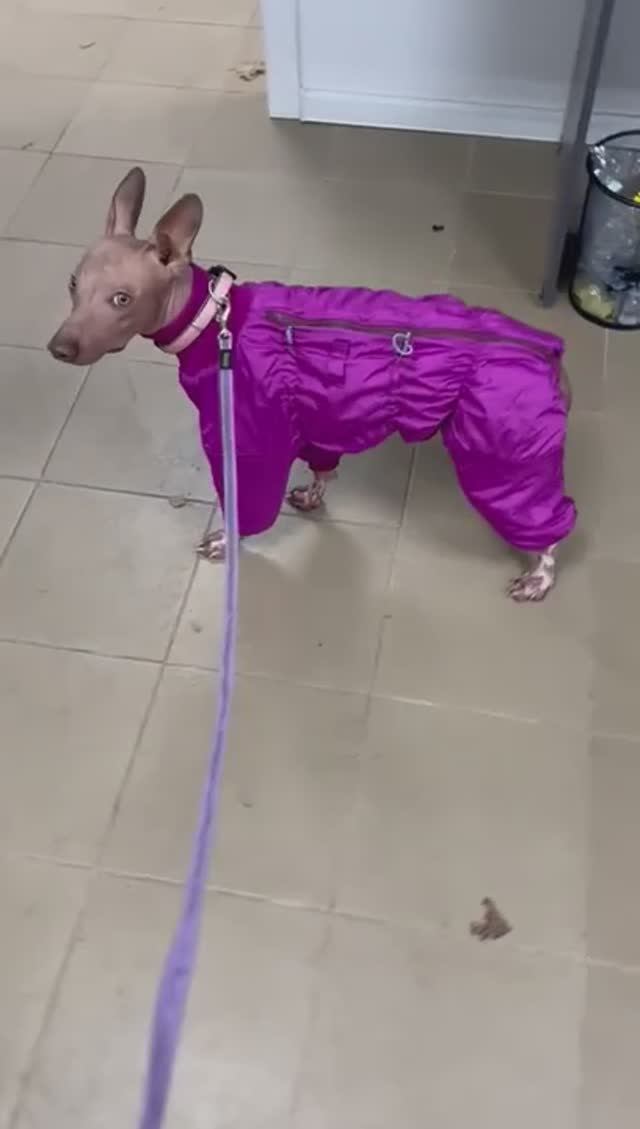 Одежда для Ксолоитцкуинтли (Ксоло) на сайте McDog.ru / Интернет-магазин в СПб / Доставка по России