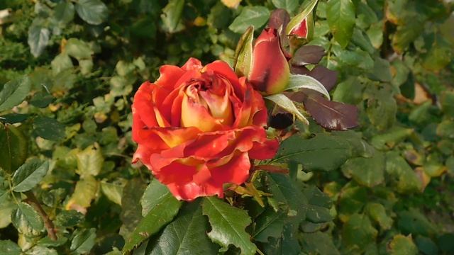 05=11=2025  уни  ПВН   (17)