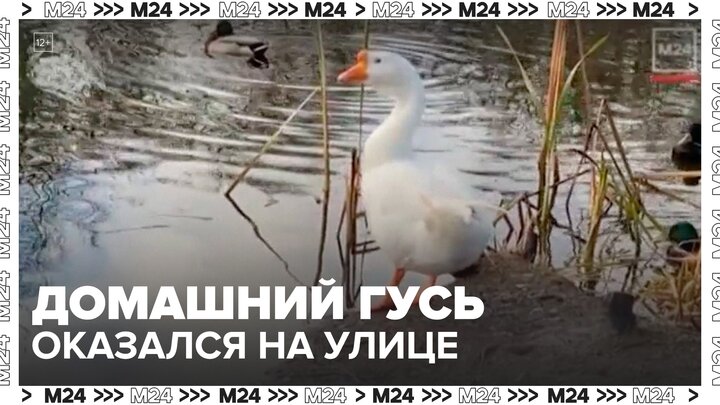 Неизвестные выбросили на улицу домашнего гуся в Куркине - Москва 24