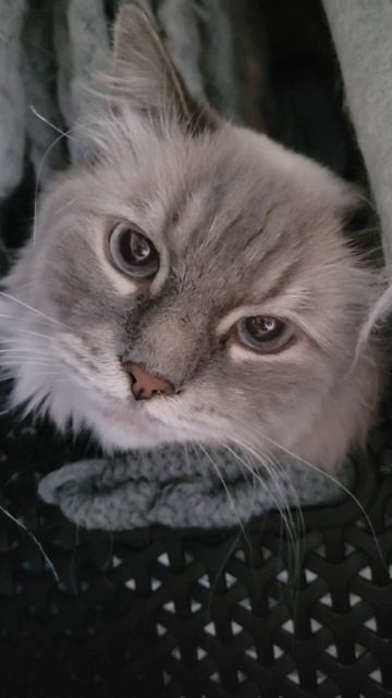 shorts_upload_2025-11-05_03-23-42