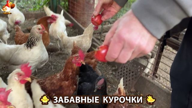 Забавные курочки несушки на сельском подворье 🤗😂😜 (11)