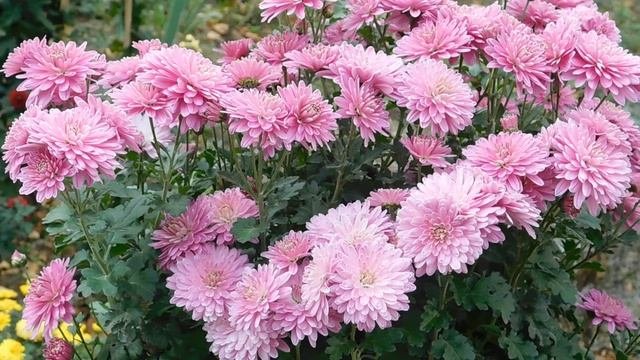 05=11=2025 уни ПВН (14)