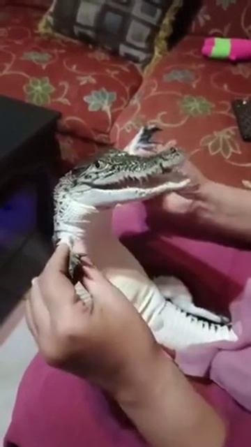 Ладушки, ладушки