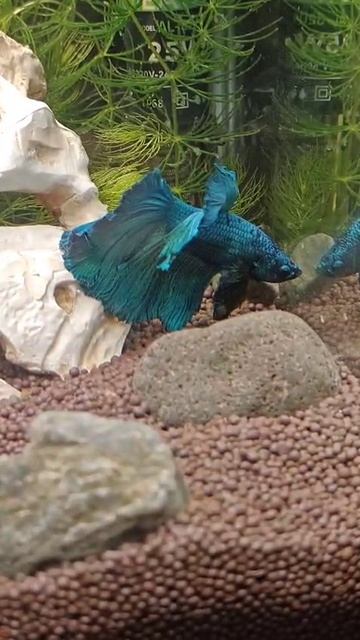 черепно мозговой дракон