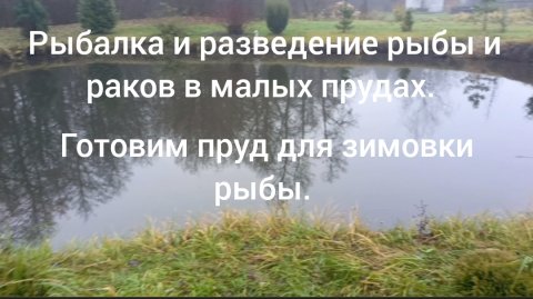 Рыбалка и разведение рыбы и раков в малых прудах. ( готовим водоём для зимовки рыбы)