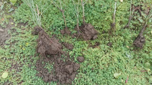 Работы в цветниках продолжаются.