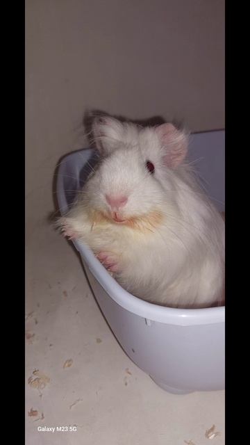 Взгляд, полный вопросов. Морская свинка изучает мир — или просто ждёт вкусняшку