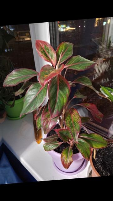 Мои растюшки