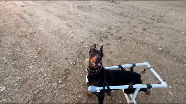Прогулка по набережной Амура в Благовещенске