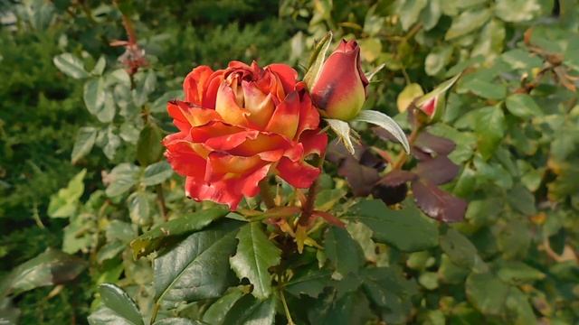 05=11=2025  уни  ПВН   (18)