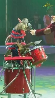 Прекрасные, умные, игривые:)