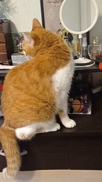 Котам можно всё!