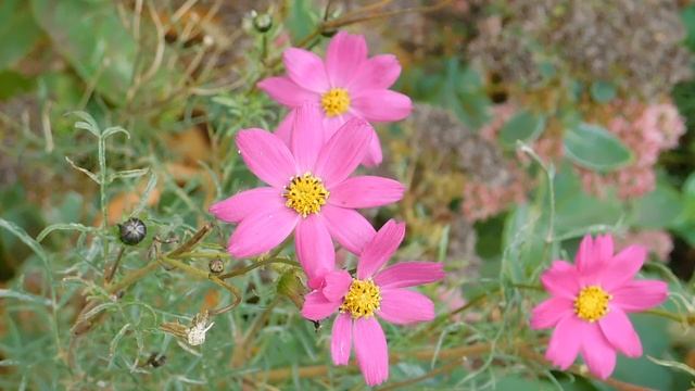 05=11=2025  уни  ПВН   (5)