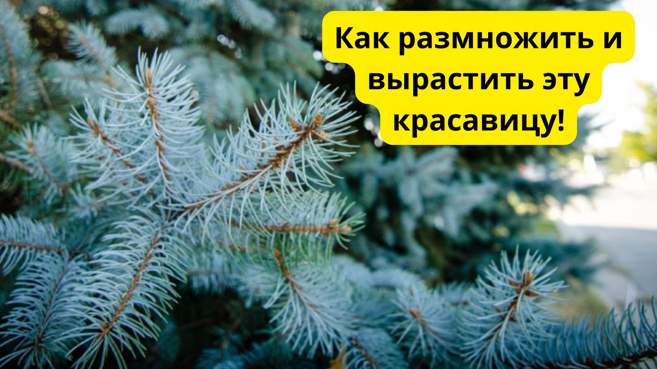 РАЗМНОЖЕНИЕ ГОЛУБОЙ ЕЛИ! СПОСОБ РАЗМНОЖЕНИЯ ГОЛУБОЙ ЕЛИ ДОМА!