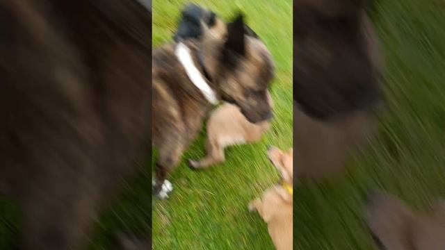 04 11 25 Первая прогулка в полях с Мишель . #моямалинуамишель