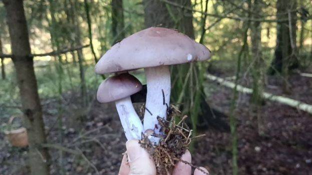 Фиолетовая рядовка новый урожай. 05.11.2025