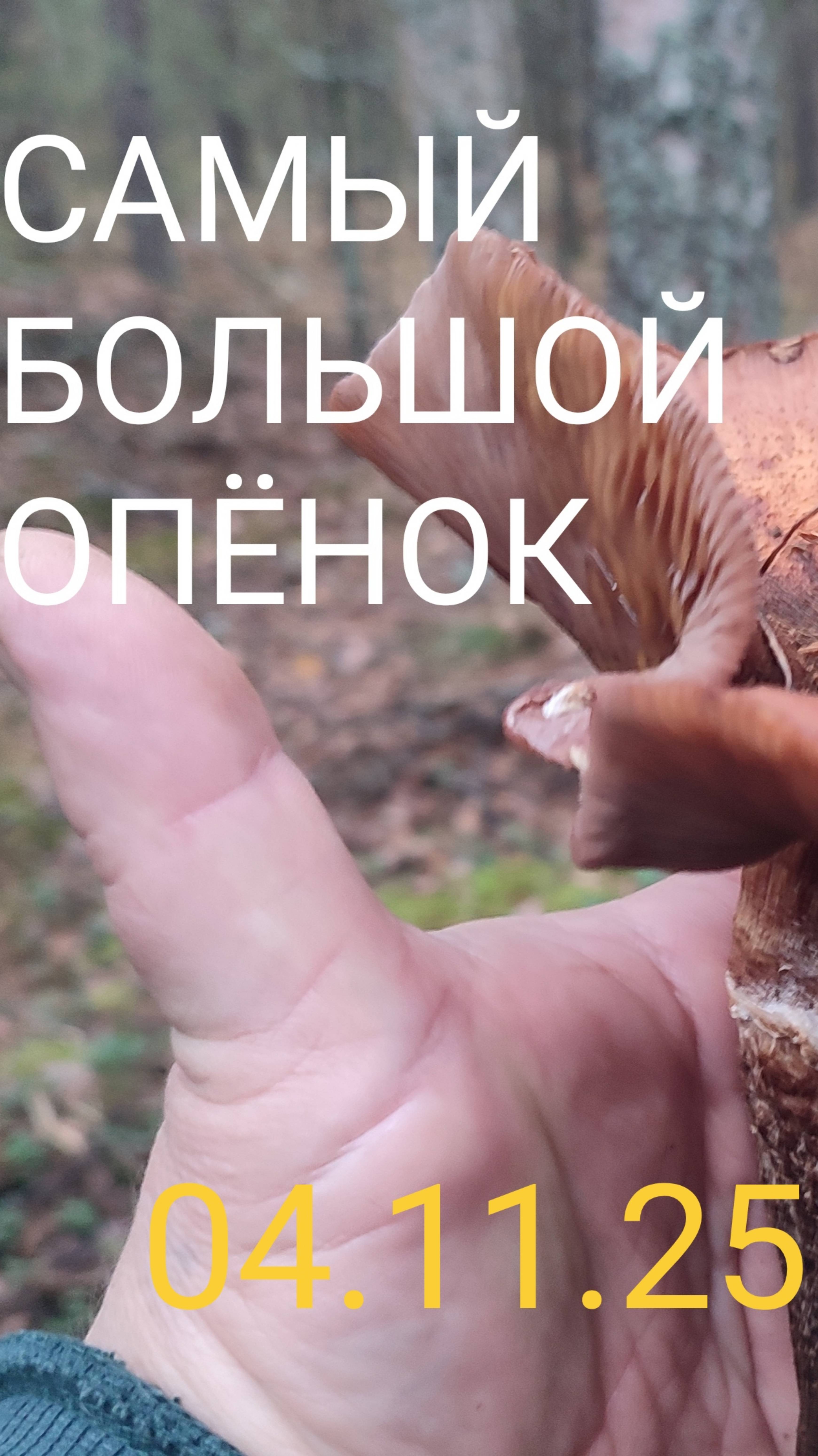 ОПЁНОК чемпион, 04.11.25.