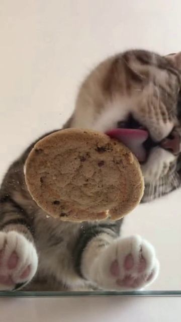 Asmr котик лижет печенье