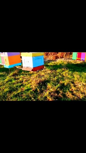 05.11.2025 облёт пчелок