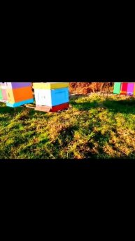 05.11.2025 облёт пчелок