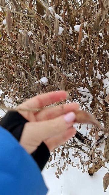 дождалась снега❤️🤗