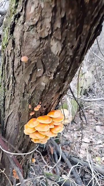 фламмулины время