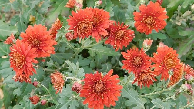 05=11=2025 уни ПВН (16)