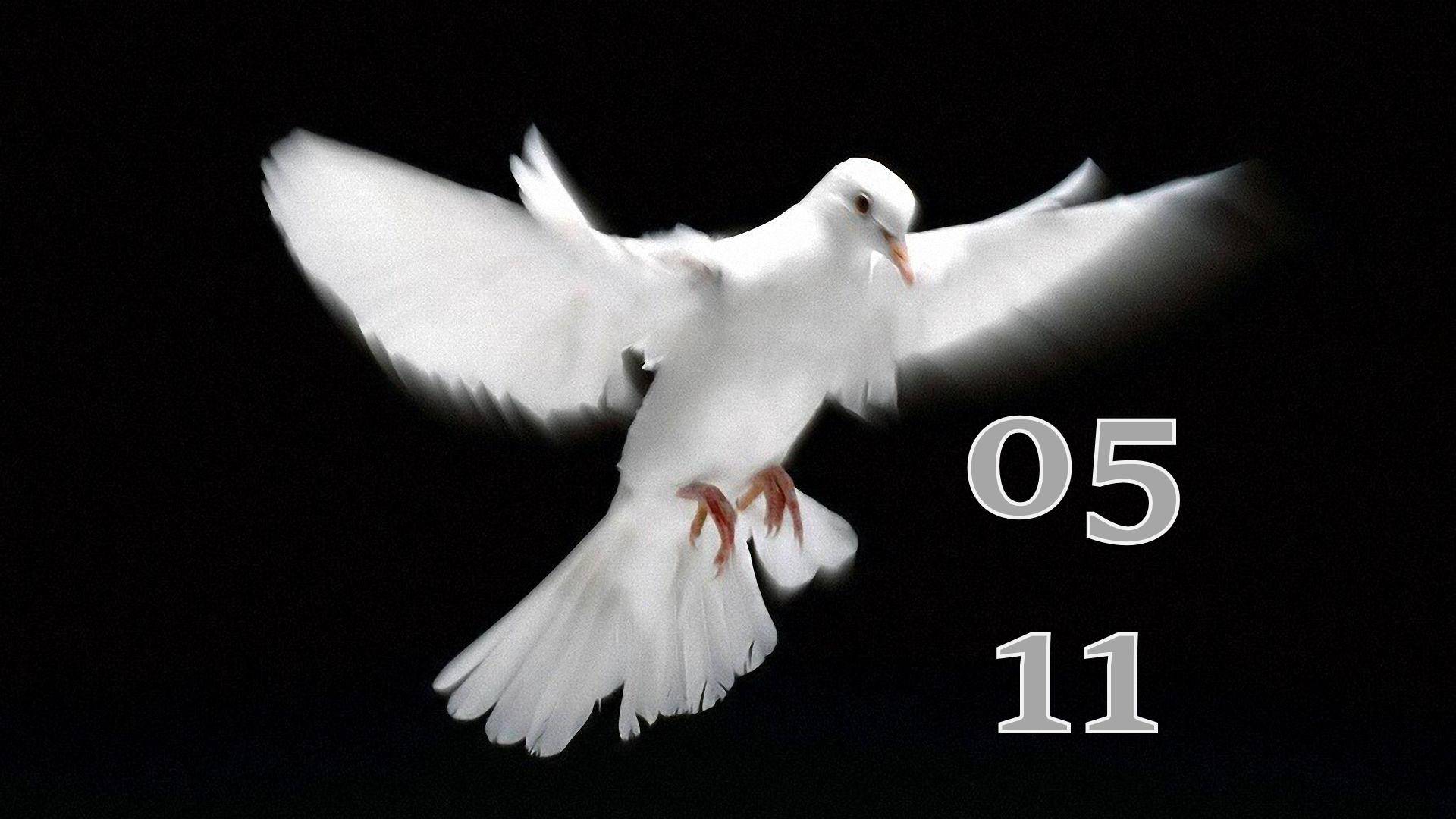 5.11.2025 - Прямая трансляция ст.Елизаветинская