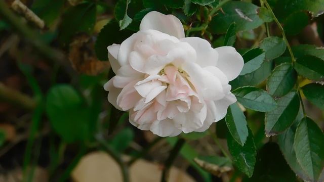 05=11=2025  уни  ПВН   (2)