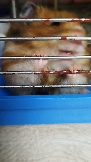 2025 10 15_Люся грызет клетку