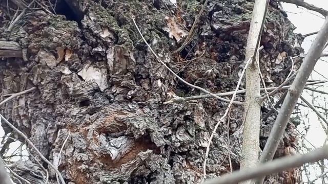 Прогулка за грибами и последние цветы уходящей осени.