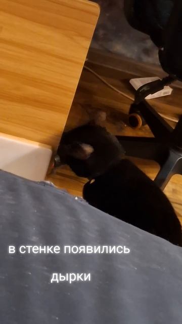 надырявили