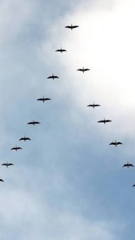 Примета такая - гуси полетели на юг, пора делать обрезку винограда