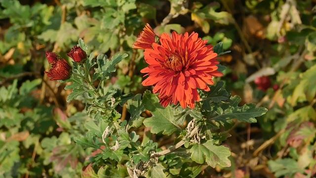 05=11=2025  уни  ПВН   (8)