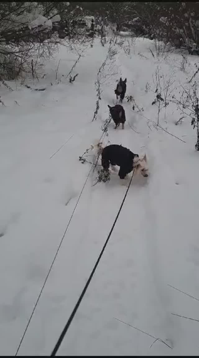 Одежда для Китайских Хохлатых Собак (КХС) на сайте McDog.ru / Интернет-магазин в СПб / Доставка