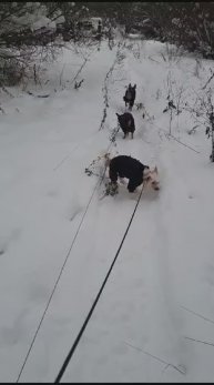 Одежда для Китайских Хохлатых Собак (КХС) на сайте McDog.ru / Интернет-магазин в СПб / Доставка