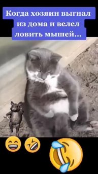 Мыши, мыши, посидеть бы 😂