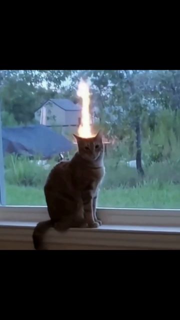 Котины истории - посмотри, улыбнись и отдохни ))