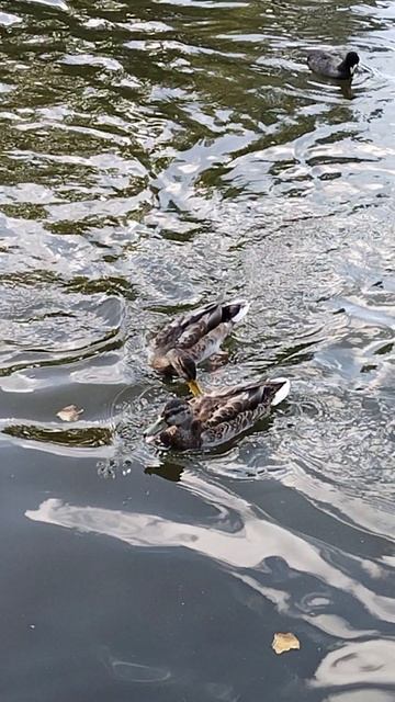 Утки и лысухи