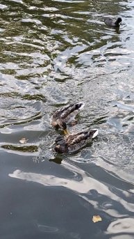 Утки и лысухи