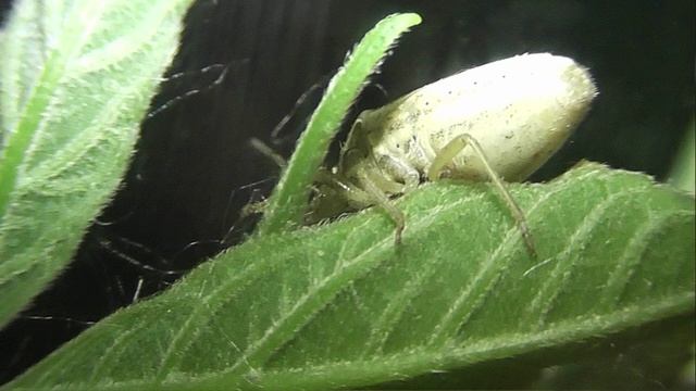 ИНСЕКТАРИЙ: 405. Элия Носатая (Aelia rostrata)