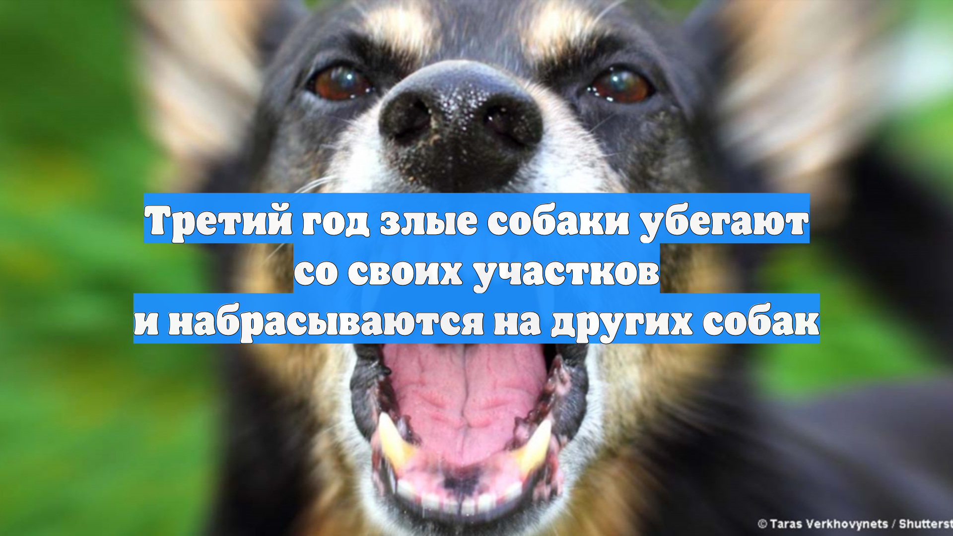 Третий год злые собаки убегают со своих участков и набрасываются на других собак