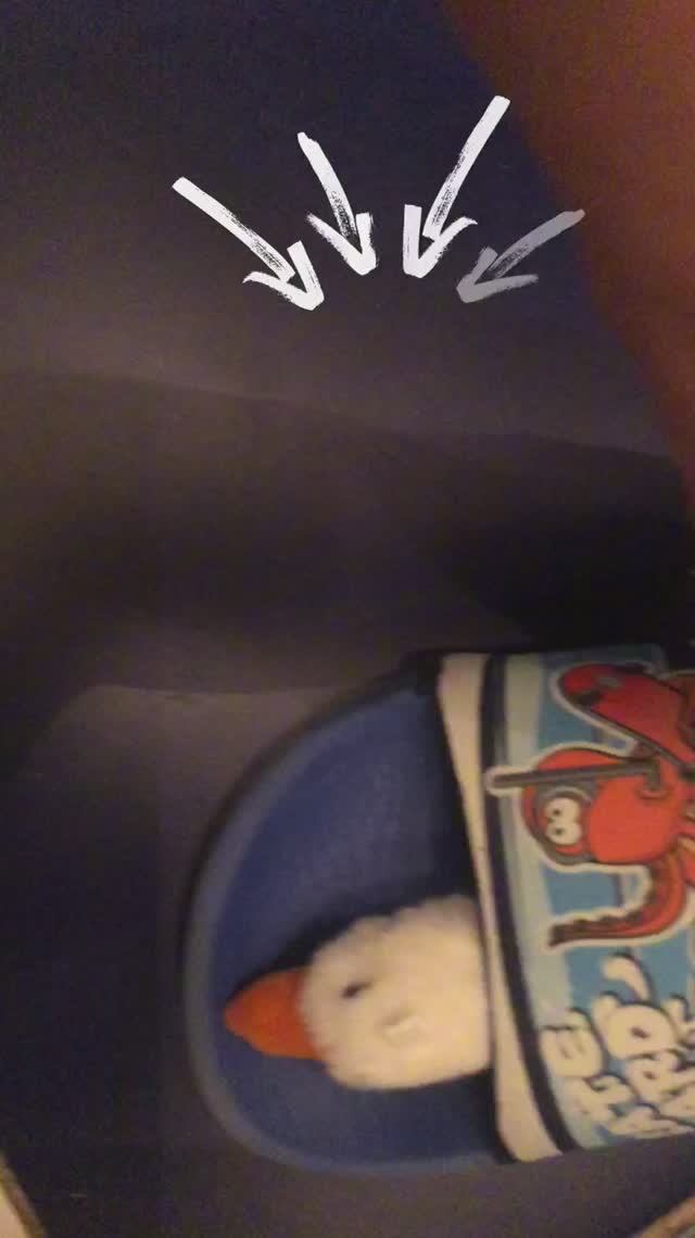 Мем гусь в тапочке