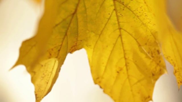 🍂А НА ПОРОГЕ ЖЁЛТАЯ ОСЕНЬ...