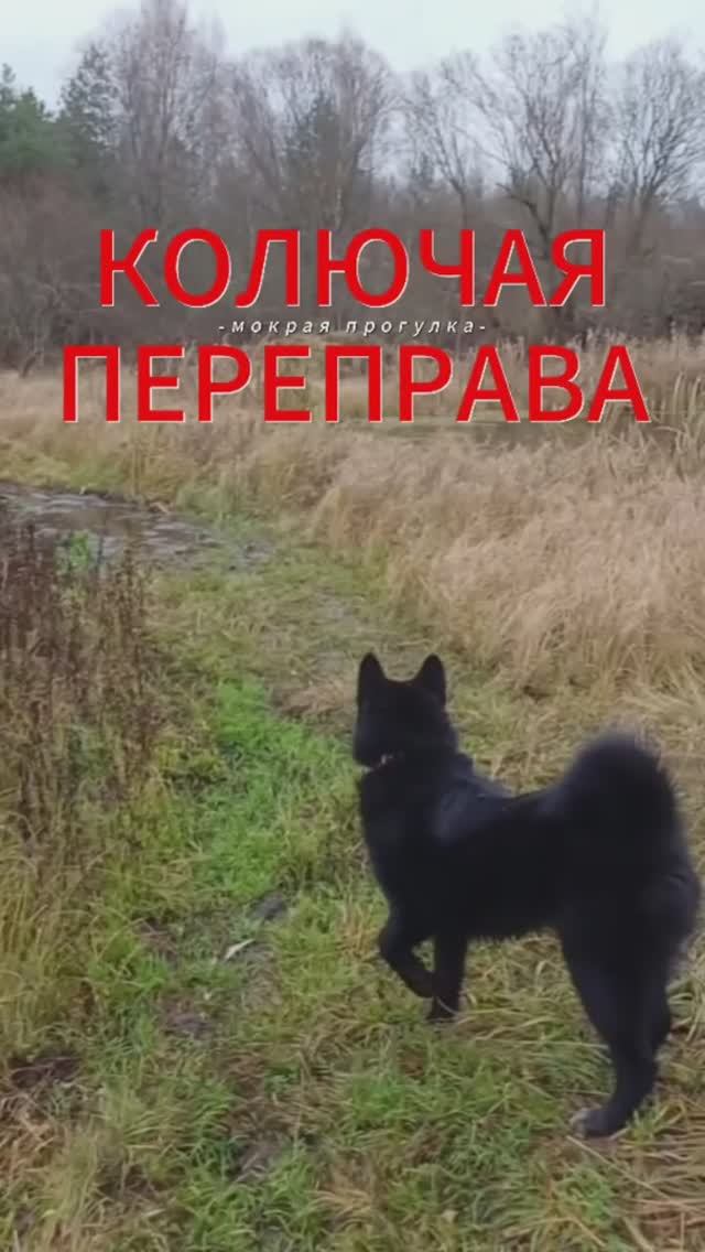 Колючая переправа 👀😲